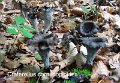 Craterellus cornucopioides-amf1900-2